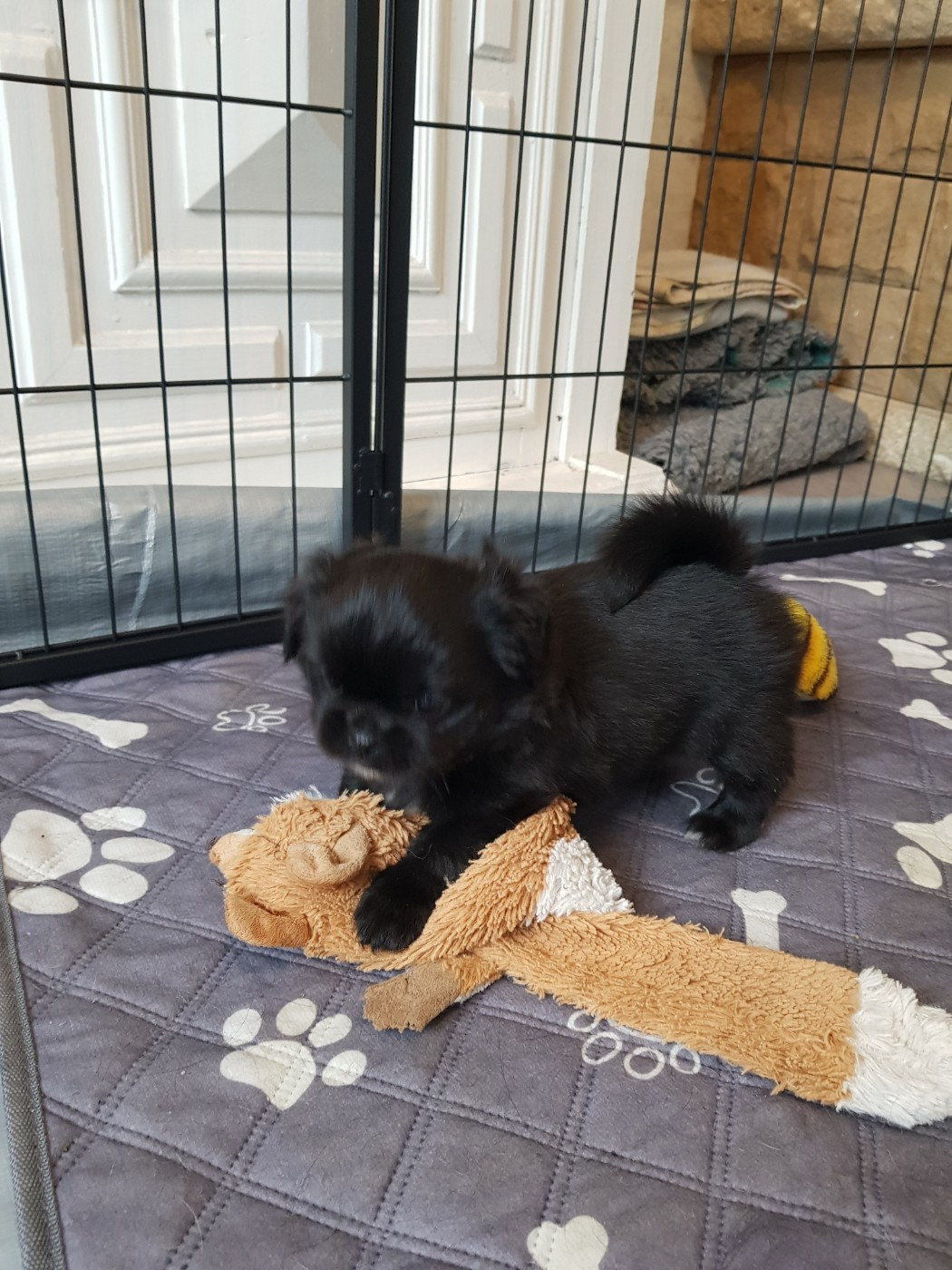 De L'Idylle Des Grands Vents - Chiots disponibles - Epagneul tibetain