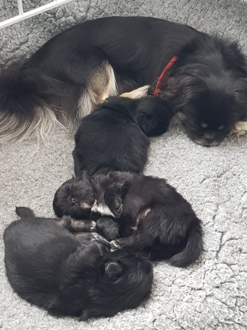 De L'Idylle Des Grands Vents - Epagneul tibetain - Portée née le 17/12/2025