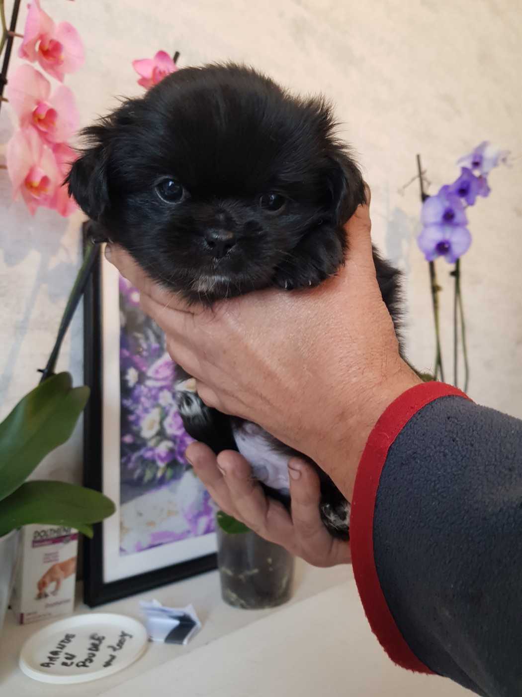 De L'Idylle Des Grands Vents - Chiots disponibles - Epagneul tibetain